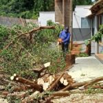 Agrodefesa intensifica ações contra o HLB na região de Aporé