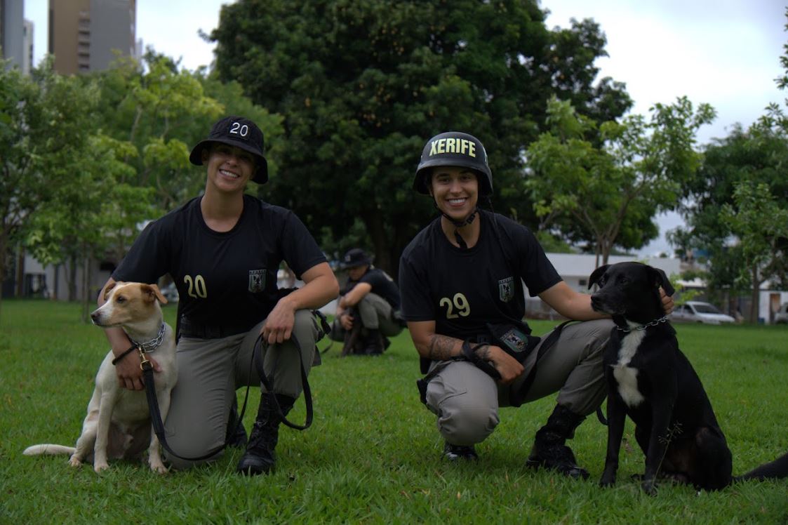 PM promove projeto pioneiro de adestramento e adoção de cães de rua