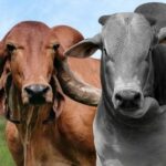 Emater Goiás leva Caravana Pró-Genética à Regional Planalto