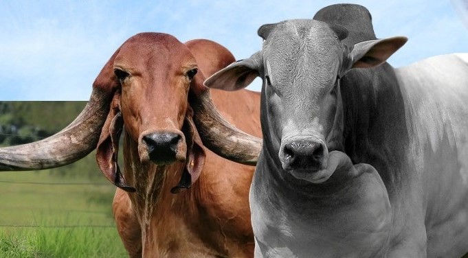 Emater Goiás leva Caravana Pró-Genética à Regional Planalto