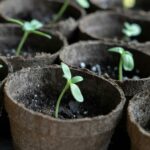 UEG irá distribuir mudas nativas do cerrado durante corrida de rua