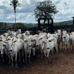 Operação Falso Guardião recupera rebanho em menos de 24 horas