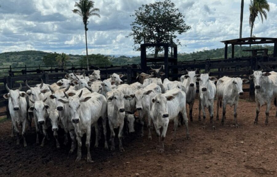 Operação Falso Guardião recupera rebanho em menos de 24 horas