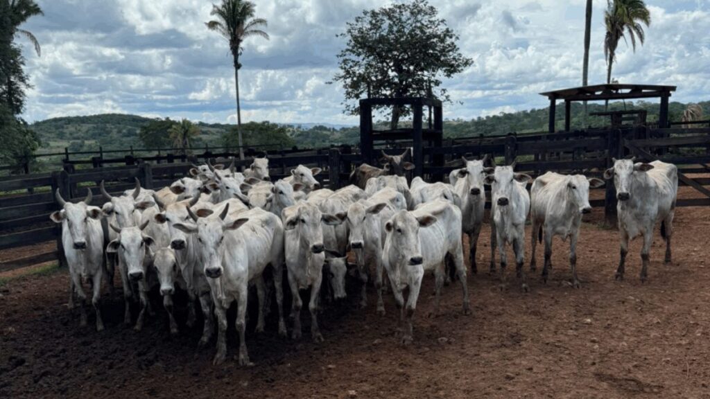 Operação Falso Guardião recupera rebanho em menos de 24 horas