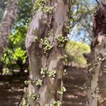 Pesquisas da UEG fortalecem a preservação do Cerrado