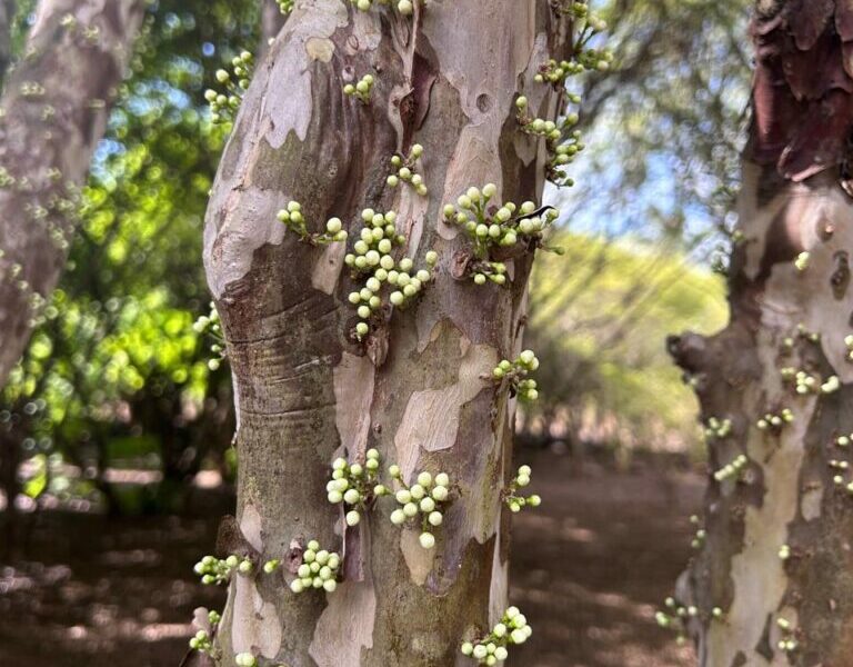 Pesquisas da UEG fortalecem a preservação do Cerrado