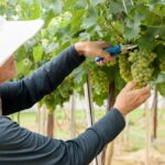 Pesquisa da Emater avalia variedades de uva adaptadas ao Cerrado