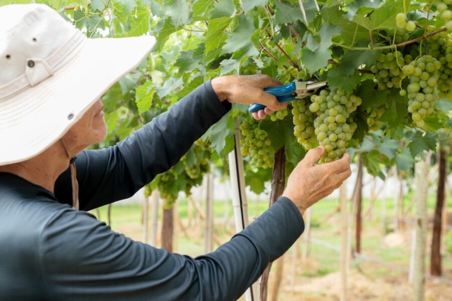 Pesquisa da Emater avalia variedades de uva adaptadas ao Cerrado