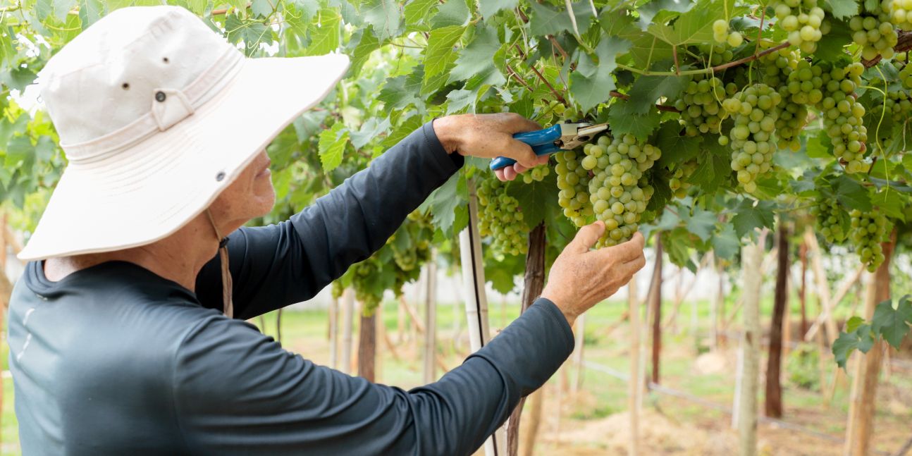Pesquisa da Emater avalia variedades de uva adaptadas ao Cerrado