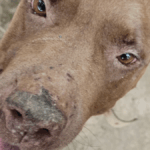 Tutora é presa por maus-tratos a animais em Goiânia