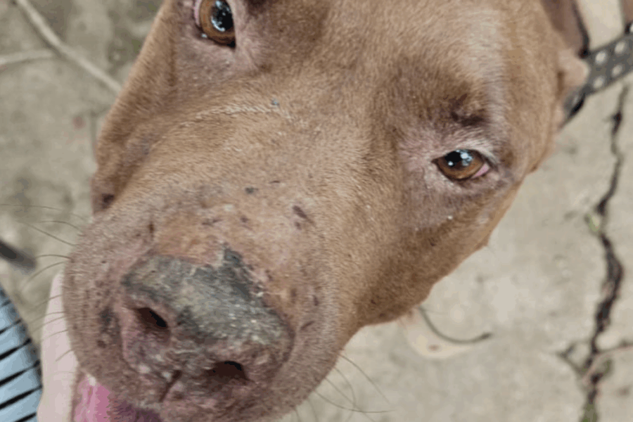 Tutora é presa por maus-tratos a animais em Goiânia