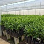 Estabelecimentos comerciais agropecuários devem se recadastrar no SIE