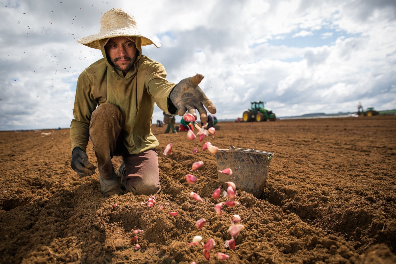 Valor da produção de alho em Goiás cresce 210% na última década