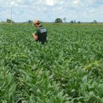 Plantio da soja: produtores devem realizar cadastramento obrigatório no Sidago até dia 17
