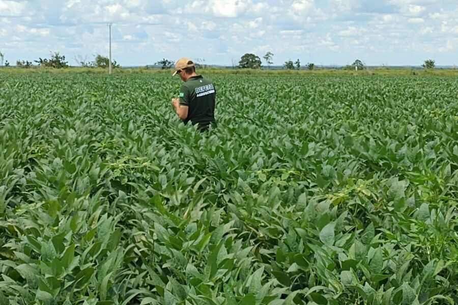 Plantio da soja: produtores devem realizar cadastramento obrigatório no Sidago até dia 17