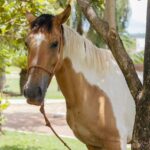 Crer adota égua vítima de maus-tratos