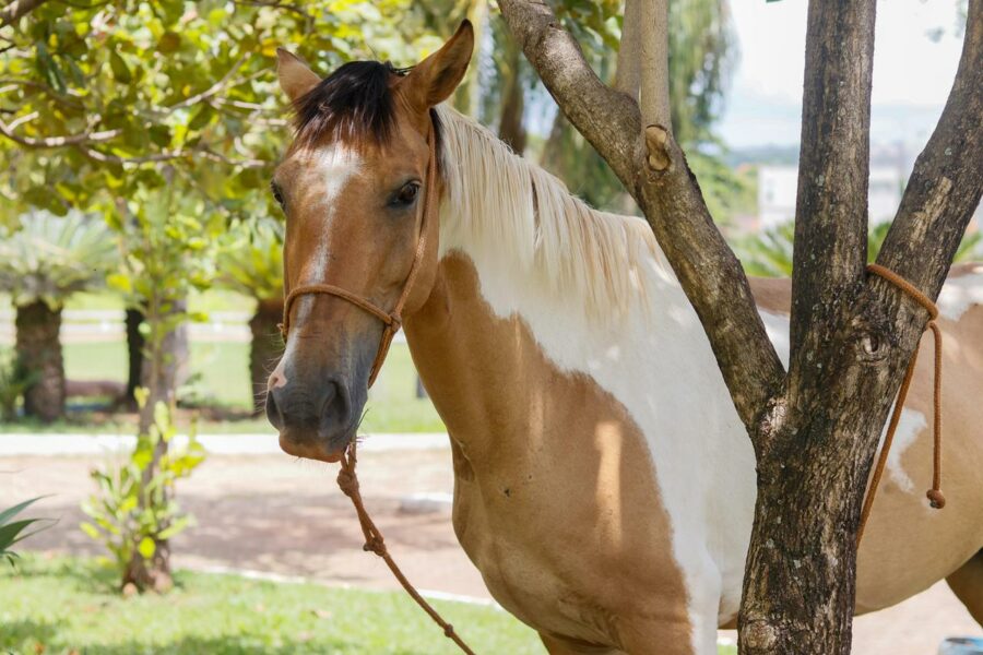 Crer adota égua vítima de maus-tratos