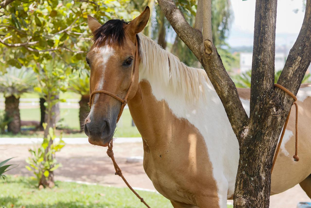 Crer adota égua vítima de maus-tratos