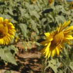 Produção agropecuária goiana de 2025 consolida estado como liderança nacional