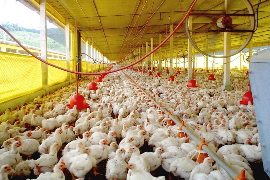 Declaração de Biosseguridade deve ser enviada até o próximo sábado