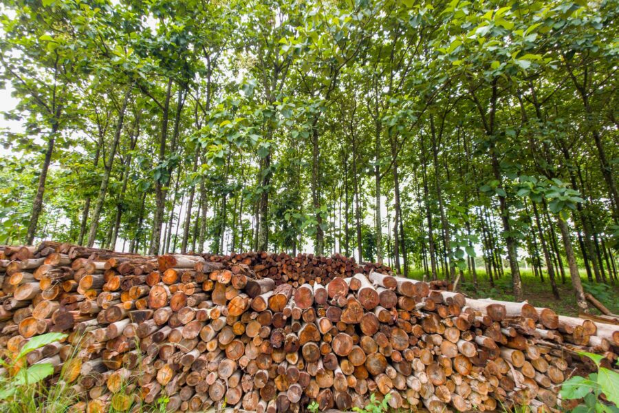 Plano Florestal fortalece a silvicultura em Goiás