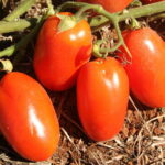 Período para transplantio do tomate começa neste domingo