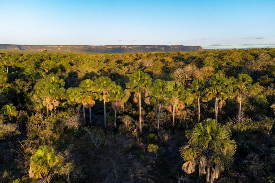 Começam as inscrições ao PSA Cerrado em Pé