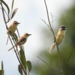 Goiás avalia aves em risco de extinção com consulta pública