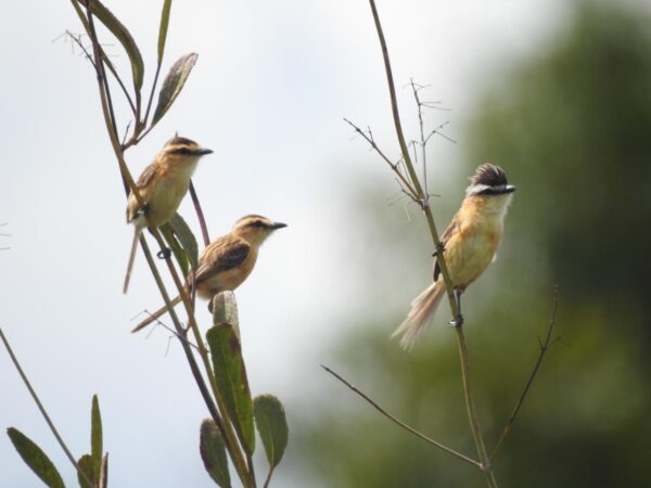Goiás avalia aves em risco de extinção com consulta pública