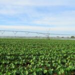 Calendário de semeadura do algodão começa nesta quarta