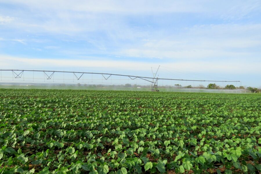 Calendário de semeadura do algodão começa nesta quarta