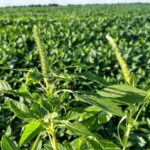 Agrodefesa reforça inspeção em lavouras de soja para prevenir Amaranthus palmeri