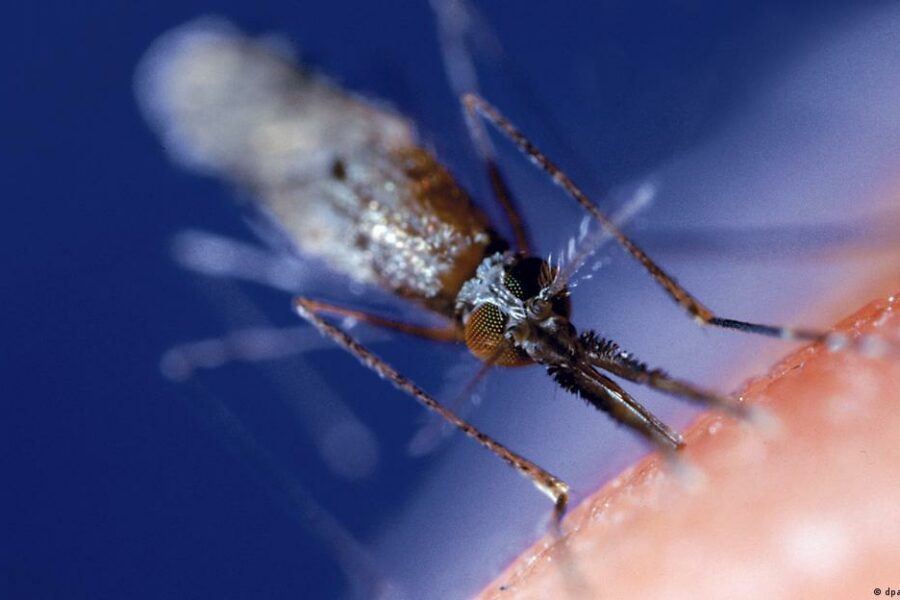 Doenças Tropicais Negligenciadas afetam mais de 1,5 bilhão de pessoas no mundo