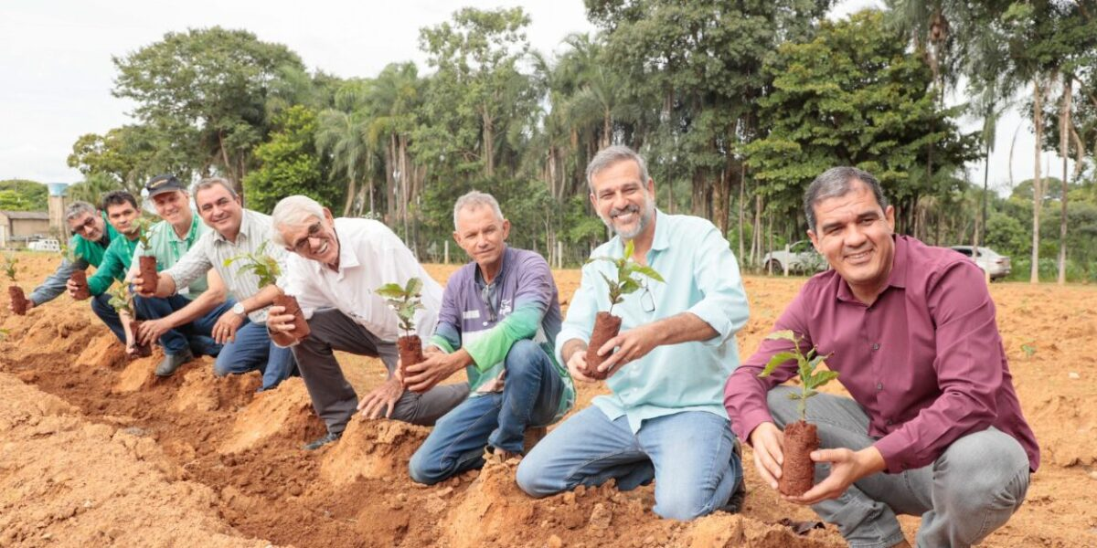 Emater fortalece cultivo do café em Goianésia