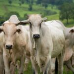 Estado propõe perdão de multas a 10 mil produtores rurais