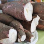 Produção de mandioca cresce em Goiás e impulsiona o setor