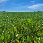 Goiás caminha para a 2ª maior safra de grãos da história