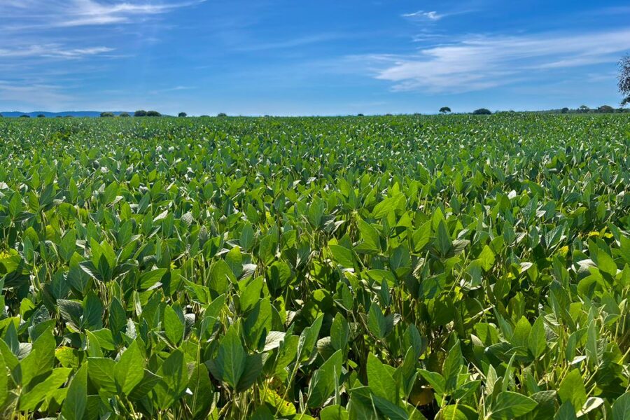 Goiás caminha para a 2ª maior safra de grãos da história