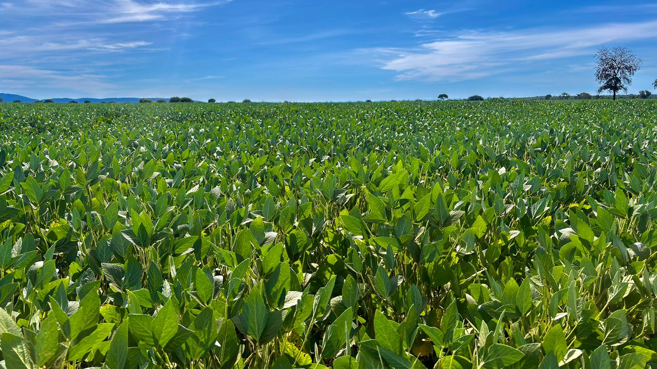 Goiás caminha para a 2ª maior safra de grãos da história
