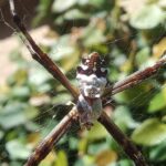 Goiás abre consulta pública sobre espécies ameaçadas de extinção