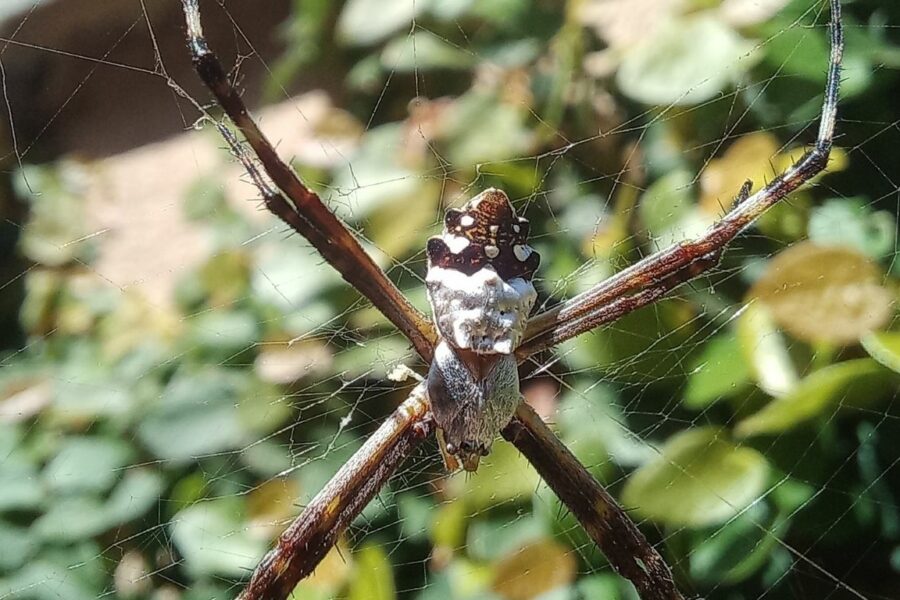 Goiás abre consulta pública sobre espécies ameaçadas de extinção