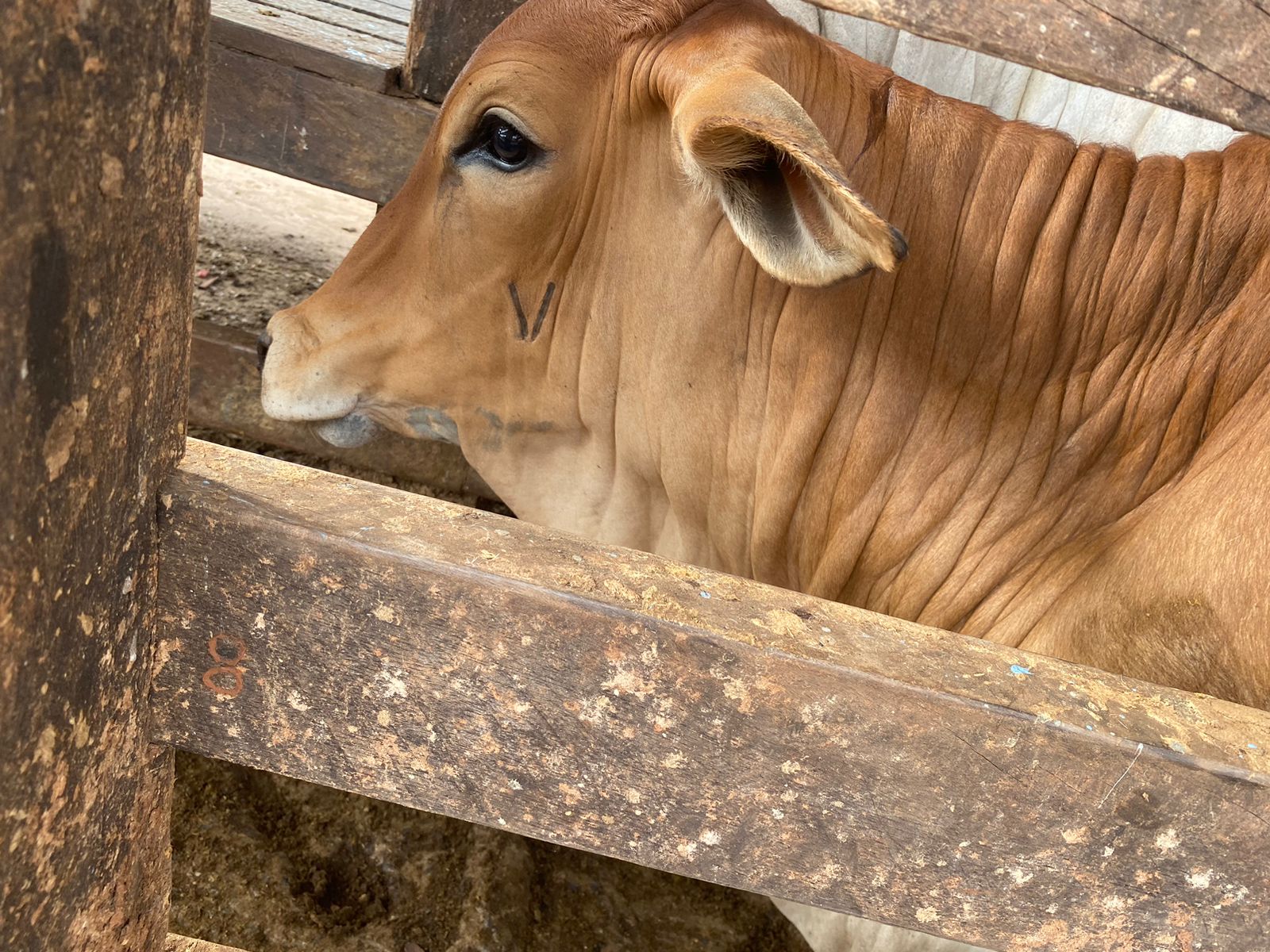 ​Goiás amplia cobertura vacinal contra brucelose bovina